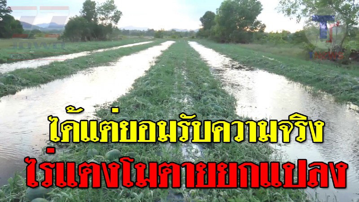 สุดช้ำใจ ! เพราะอากาศแปรปรวน ทำฝนถล่มหนัก น้ำท่วมสวนแตงโม ตายยกแปลงกว่า 300 ไร่..!??