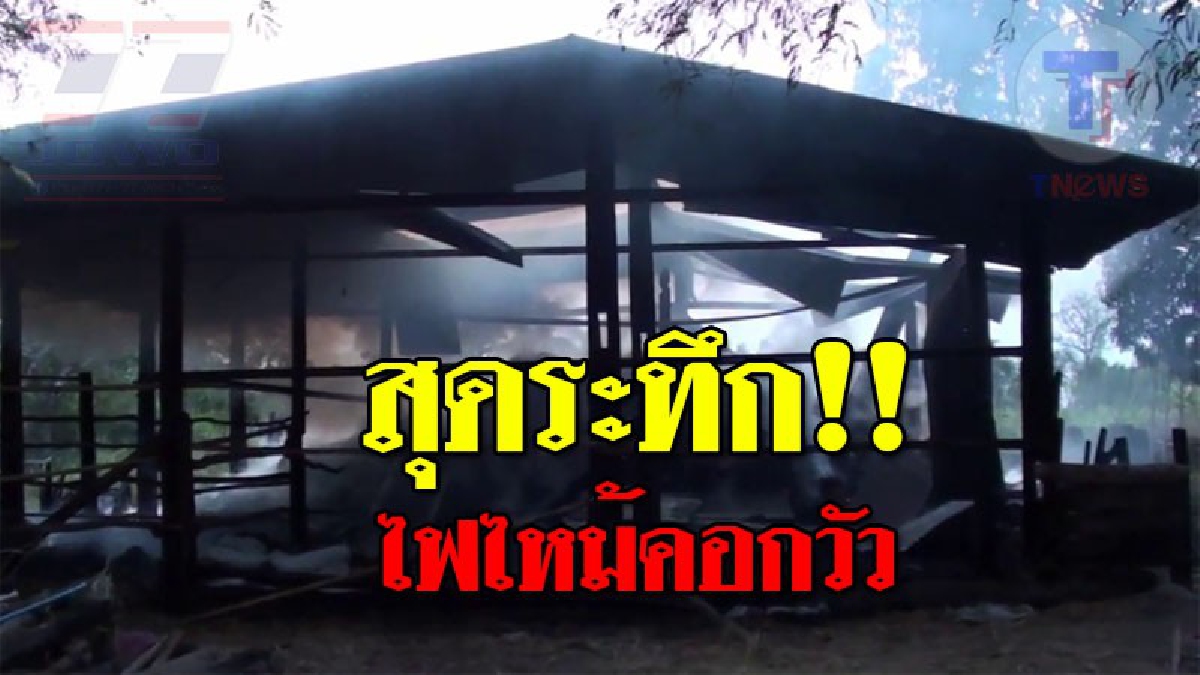 หวิดโดนย่างสด ! สุดระทึก เกิดไฟไหม้คอกวัว เจ้าของเร่งนำวัว 6 ตัวหนีไฟ เกือบไม่ทัน โดนไฟลวกบาดเจ็บ 1 ตัว จนท.เร่งมือช่วยดับไฟก่อนลามถึงบ้าน