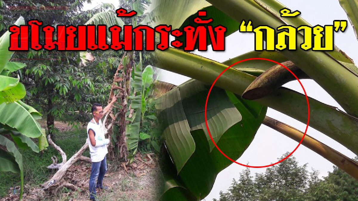 มันน่าโมโห ! ชาวสวนสุดเอือม โจรลักตัดกล้วยริมสวน ยอมลงทุนซื้อ จีพีเอส มาซุกเครือกล้วยหวังจับโจร ตามจนถึงที่รับซื้อ แต่คนซื้ออ้างจำหน้าไม่ได้