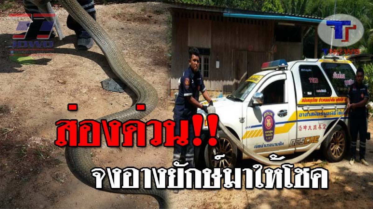 แผงหวยสะเทือน..!! เจ้าของบ้านผวา จงอางยักษ์ยาวกว่า 4 เมตร ซุกใต้กระบะ โร่แจ้งกู้ภัยช่วยจับ งานนี้คอหวยไม่พลาด แห่ส่องทะเบียนรถ!? (ชมคลิป)