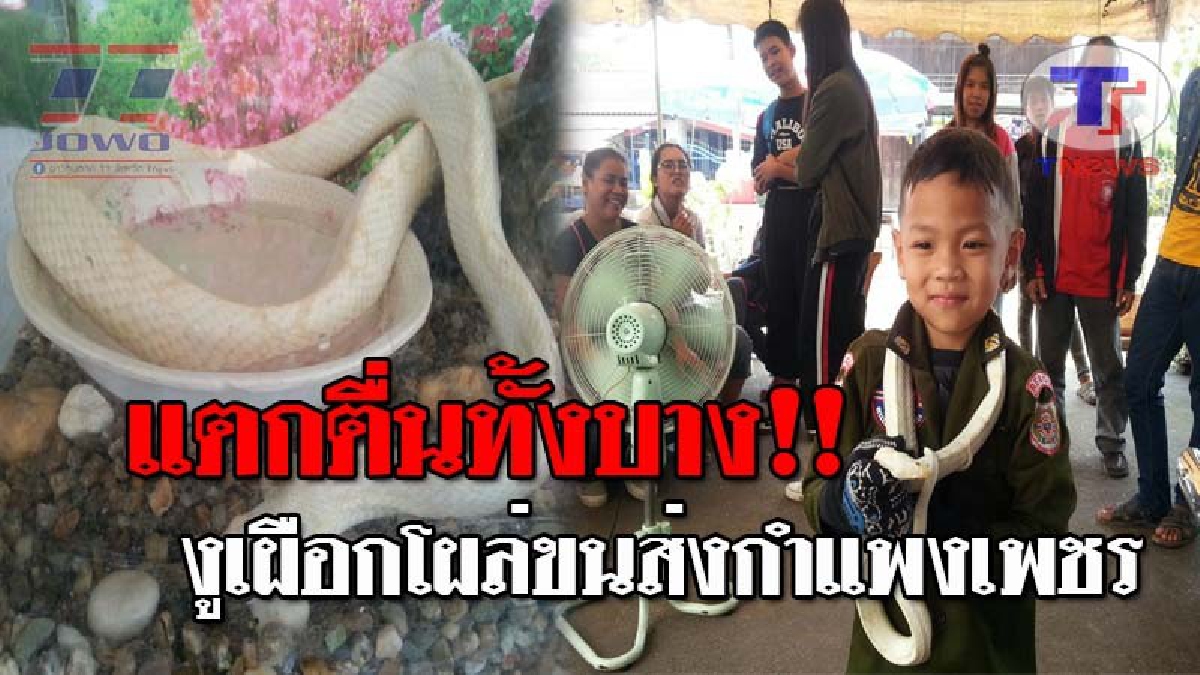ขนส่งแทบแตก..!! พบงูเผือกไม่ทราบชนิด ลักษณะสวยงาม ซ่อนตัวห้องขายตั๋ว ในสถานีขนส่งผู้โดยสารกำแพงเพชร แจ้งกู้ภัยจับคาดเจ้าของทำหลุด!?