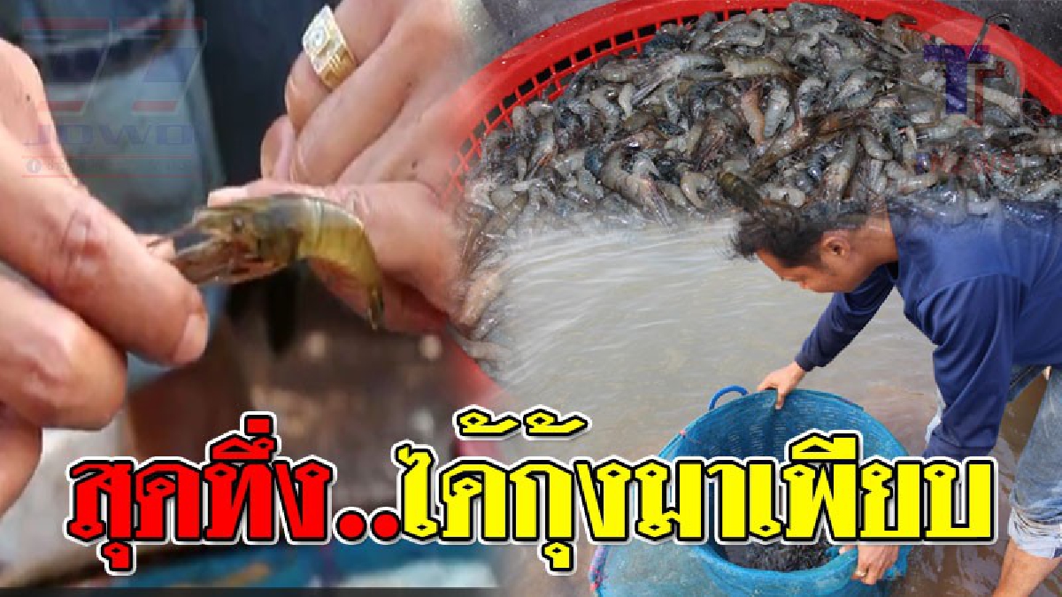 สุดยอดไอเดีย!! ภูมิปัญญาชาวบ้าน พุ่มดักกุ้งจากวัสดุเหลือใช้ ได้ผลสุดตะลึงแบบไม่ต้องลงทุนเยอะ ก็ได้กุ้งมาเพียบ..!?? (คลิป)