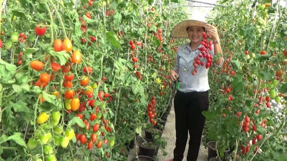 เกษตรกรก็รวยได้ !! นักวิชาการแนะส่งเสริมปลูกมะเขือเทศราชินีกินผลสด ราคาดีกก.ละ 200 บาท