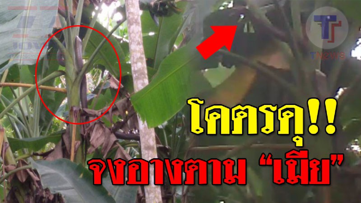 เกิดมาเพิ่งเคยเห็น จงอางตามหาคู่!! กู้ภัยเมืองคอน จับจงอางโคตรดุ หลังตามหาคู่สุดท้ายยอมโดยดี หลังบอกจะปล่อยหาตัวเมีย