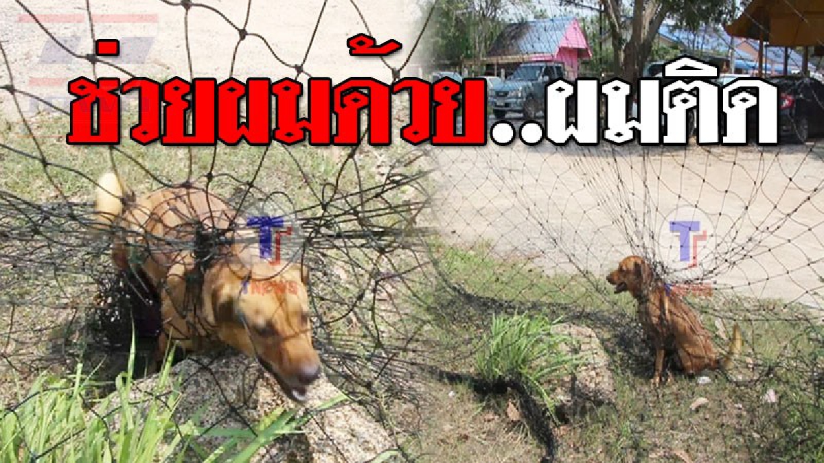 ช่วยด้วยเจ้ามนุษย์ ! เห็นแล้วก็อดสงสารไม่ได้ สุนัขเพศเมีย สีน้ำตาลแดง ติดตาข่ายดักลูกฟุตบอล เจอพี่ดาบตำรวจสุดใจดีเข้าช่วยเอาไว้..!?? (คลิป)