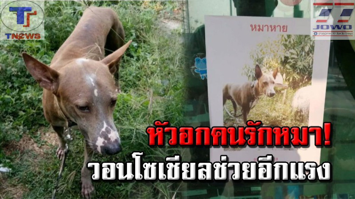 รักเหมือนลูก..หายไปใจจะขาด!! สาวใหญ่วอนพลังโซเชียล ช่วยตามหา "เจ้าม้า" สุนัขเพศผู้ที่หายไป พร้อมตั้งรางวัลมอบให้หากใครพบ (คลิป)