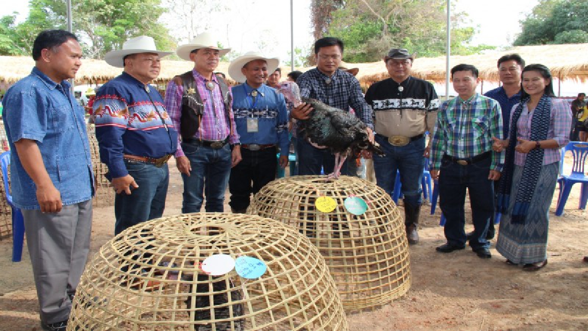 มหาสารคาม ผลักดันเกษตรกรเลี้ยงไก่งวงคุณภาพครบวงจร เพิ่มยอดขายผ่านธุรกิจค้าปลีกชั้นนำทั่วประเทศ ในงานไก่งวงภาคอีสาน และงานไก่งวงเมืองตักสิลา
