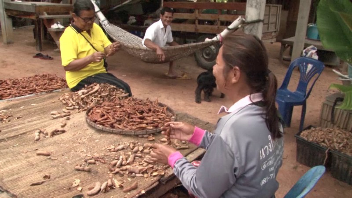 ขอนแก่น ! ชาวบ้านรวมกลุ่มแปรรูปมะขามเปียกขาย สร้างรายได้เสริมในช่วงหน้าแล้ง (ชมคลิป)