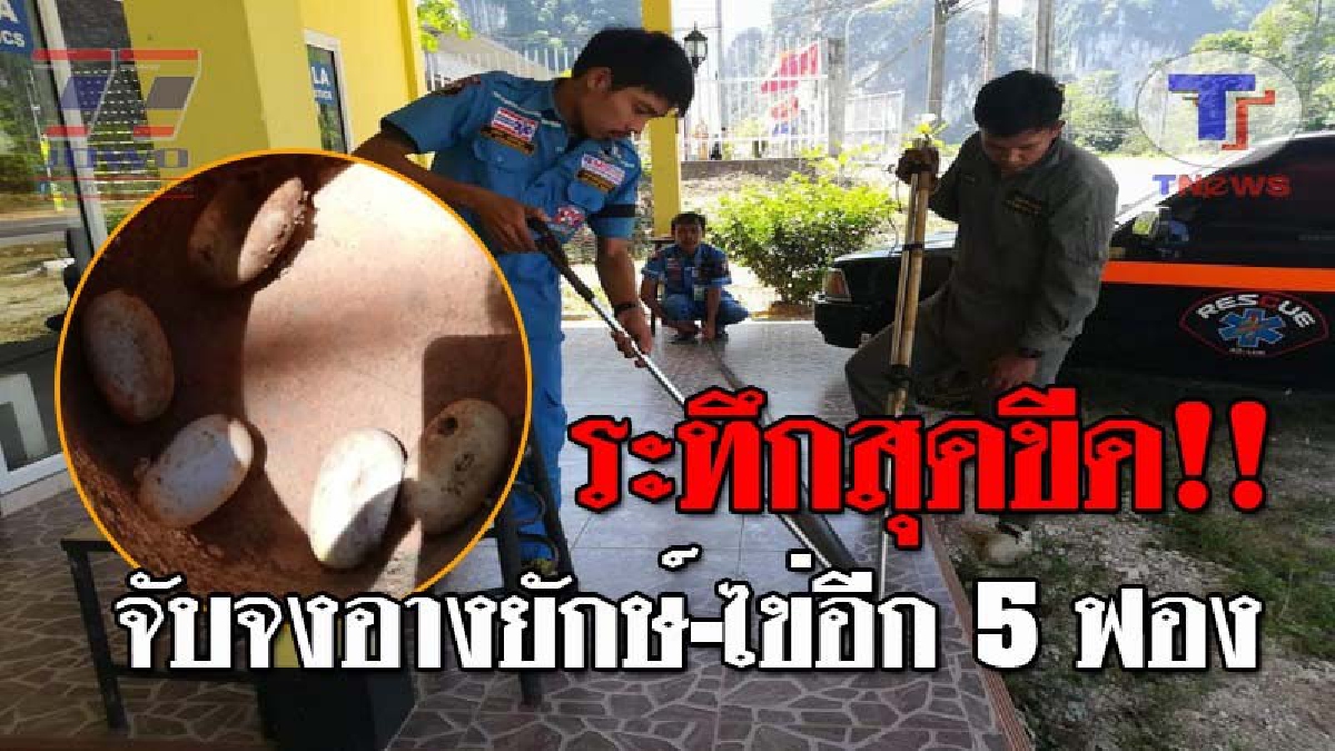 กระบี่ผวาหนัก..!! จงอางยักษ์ยาว 4 เมตร วางไข่หลังบ้าน ก่อนขึ้นไปแอบบนต้นไม้ แจ้งกู้ภัยเข้าจับ ระบุเป็นตัวที่ 8 ในช่วง 2 เดือนนี้!? (ชมคลิป)