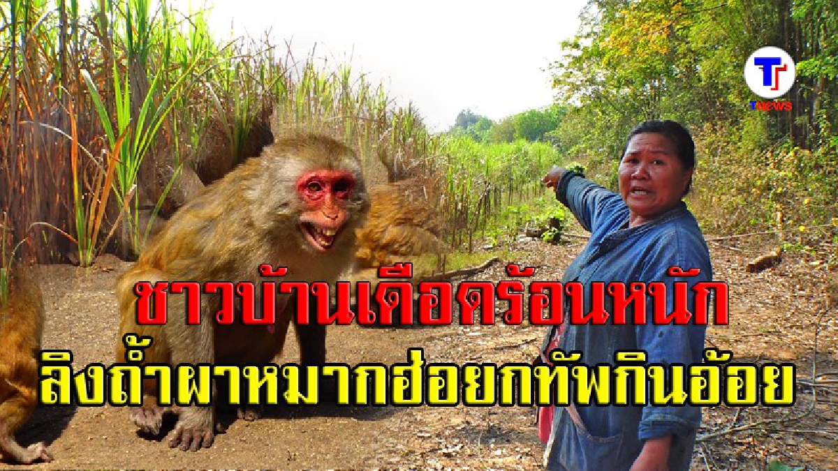 ไม่เป็นอันทำมาหากิน!! ชาวบ้านเล่าทั้งน้ำตา "ลิงถ้ำผาหมากฮ่อ" บุกพื้นที่การเกษตร กวาดผลผลิตเรียบ ทำขาดทุนทุกปี เดือดร้อนถ้วนหน้า! (คลิป)