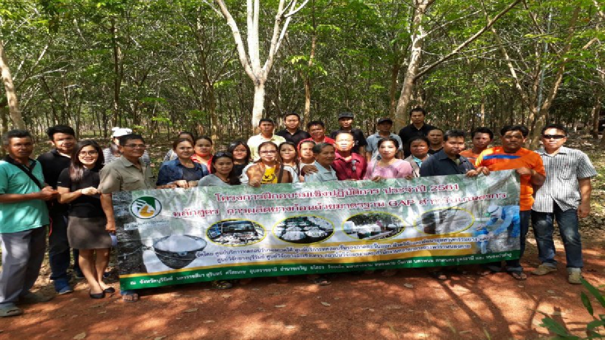 สำนักงานตลาดกลางยางพาราจังหวัดหนองคาย ร่วมกับศูนย์วิจัยยางบุรีรัมย์ สถาบันวิจัยยาง จัดอบรมเชิงปฏิบัติการ การผลิตยางก้อนถ้วยมาตรฐาน GAP