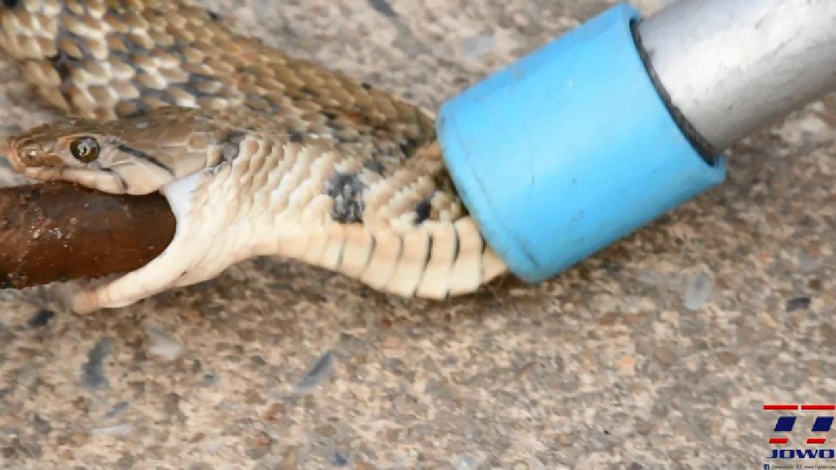 แตกกระเจิง !! ช่างทำพลอยพบงูลายสอ ยาว 1 ม. ซุกใต้เครื่องจี้พลอย เห็นท่าไม่ดีเรียกกู้ภัยจับอย่างด่วนๆ (ชมคลิป)