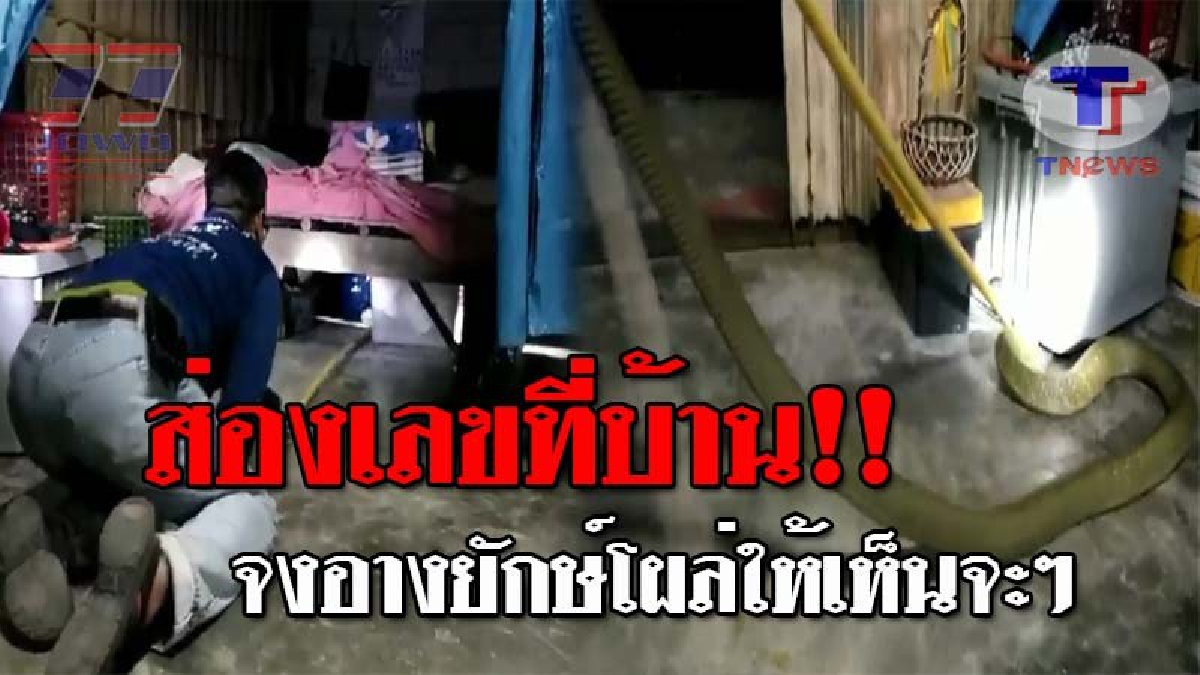 ระทึกตาตั้ง..!! เจ้าของบ้านผวา ได้ยินเสียงแปลกๆจากใต้เตียงนอน พอก้มดูลมแทบจับ เจอจังๆงูจงอางยักษ์ ยาว 4.5 เมตร หนีร้อนมาหลบภัย!? (ชมคลิป)