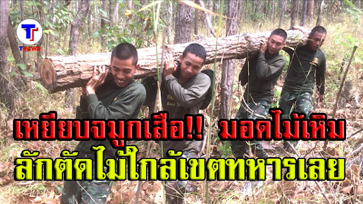 ขบวนการมอดไม้สุดเหิมเกริม บุกเหยียบจมูกเสือ ลักลอบตัดไม้ใกล้ค่ายทหาร (มีคลิป)