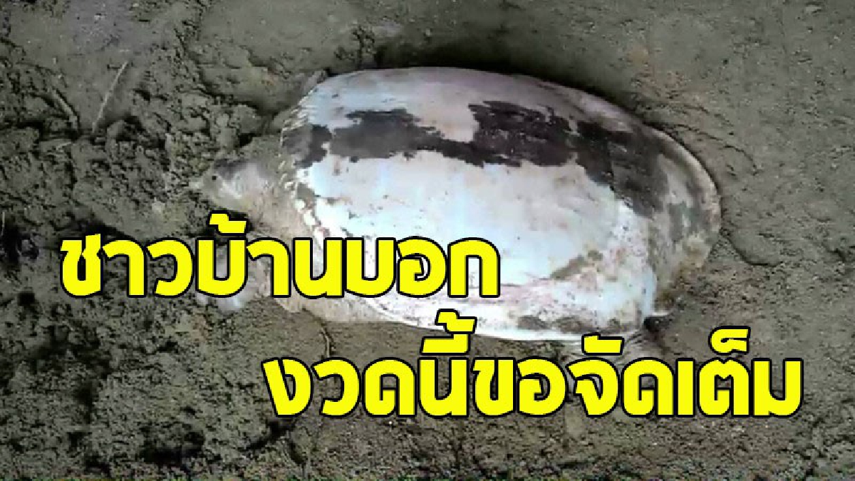 ฮือฮา ! พบตะพาบเผือกอยู่ใต้ศาลพระภูมิ หลังน้ำลด คอหวยแห่ไปดูให้เห็นกับตา อึ้ง..เลขเด็ดอย่างชัด (คลิป)