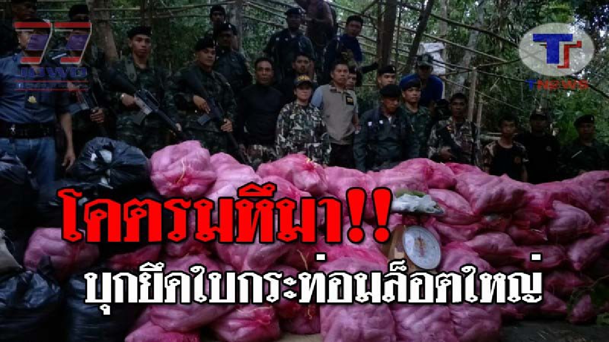 โคตรเยอะ..!! ทหารตชด.-จนท.อุทยานฯ บุกตรวจยึดใบกระท่อมล็อตใหญ่ กว่า 1 ตัน กลางป่าเทือกเขาน้ำค้าง หลังถูกลำเลียงมาจากประเทศเพื่อนบ้าน!? (คลิป)