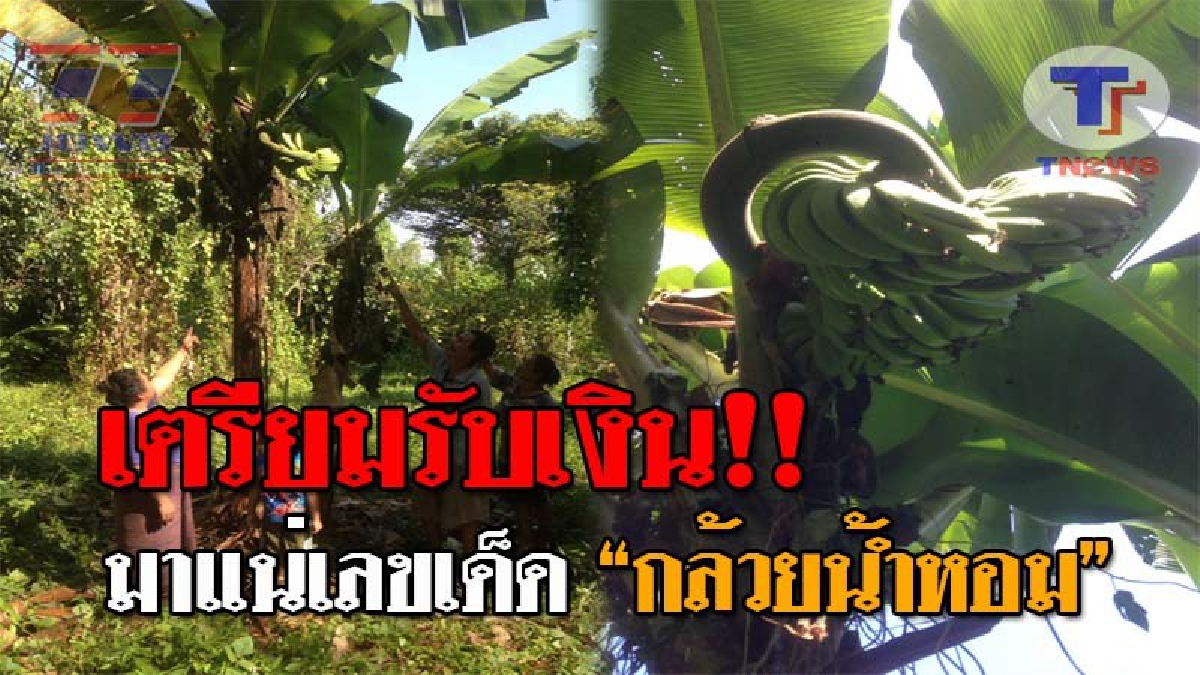 เลขเด็ดนาทีสุดท้าย..!! วันนี้เตรียมรวยเละ ชาวบ้านแห่หาเลขเด็ด หลังพบ "กล้วยน้ำหอม" ออกเครื่อชี้ขึ้นฟ้า ลั่นต้องมาแน่ๆ พร้อมรับเงินรัวๆ!?