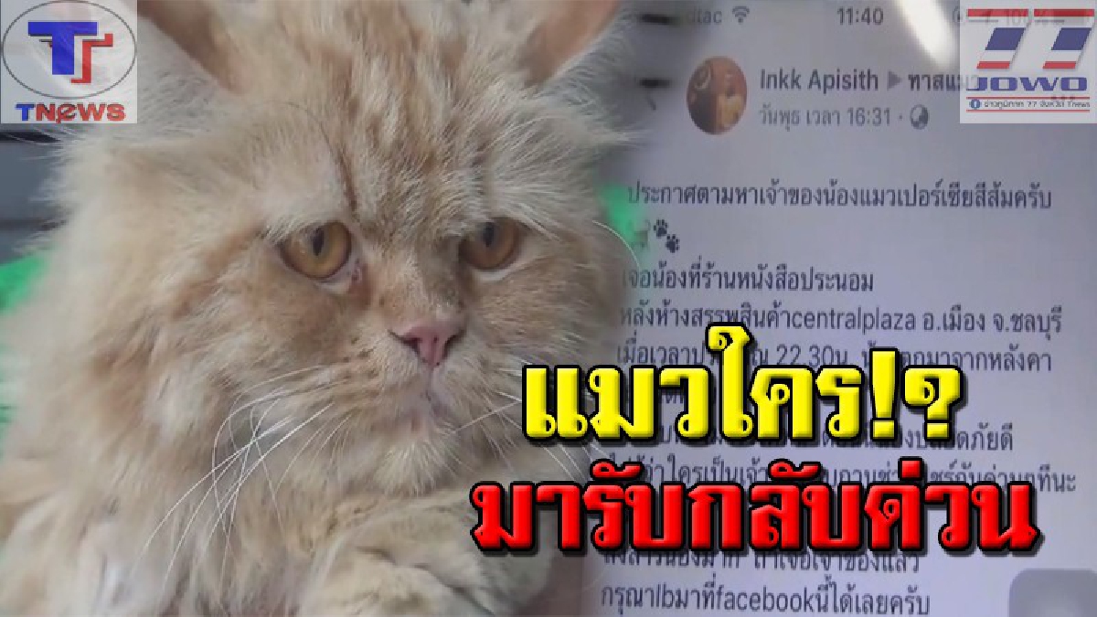ทาสแมวทั้งหลาย..ช่วยน้องหน่อย!! หนุ่มใหญ่ชลบุรี โร่ช่วยเจ้าแมวน้อยกลางถนน หลังพลัดตกกระบะ หวั่นรถเหยียบซ้ำ วอนพลังโซเชียลตามหาเจ้าของ (คลิป)