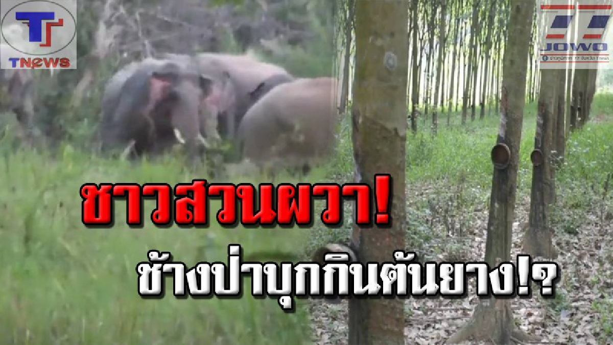 แปลกประหลาด!! ชาวสวนยาง สวนผลไม้หวั่นวิตก ช้างป่าพฤติกรรมเปลี่ยน บุกกินเปลือกต้นยางพารา แถมกินผลทุเรียนทั้งลูก งานนี้อยู่ยากแล้ว?!! (คลิป)