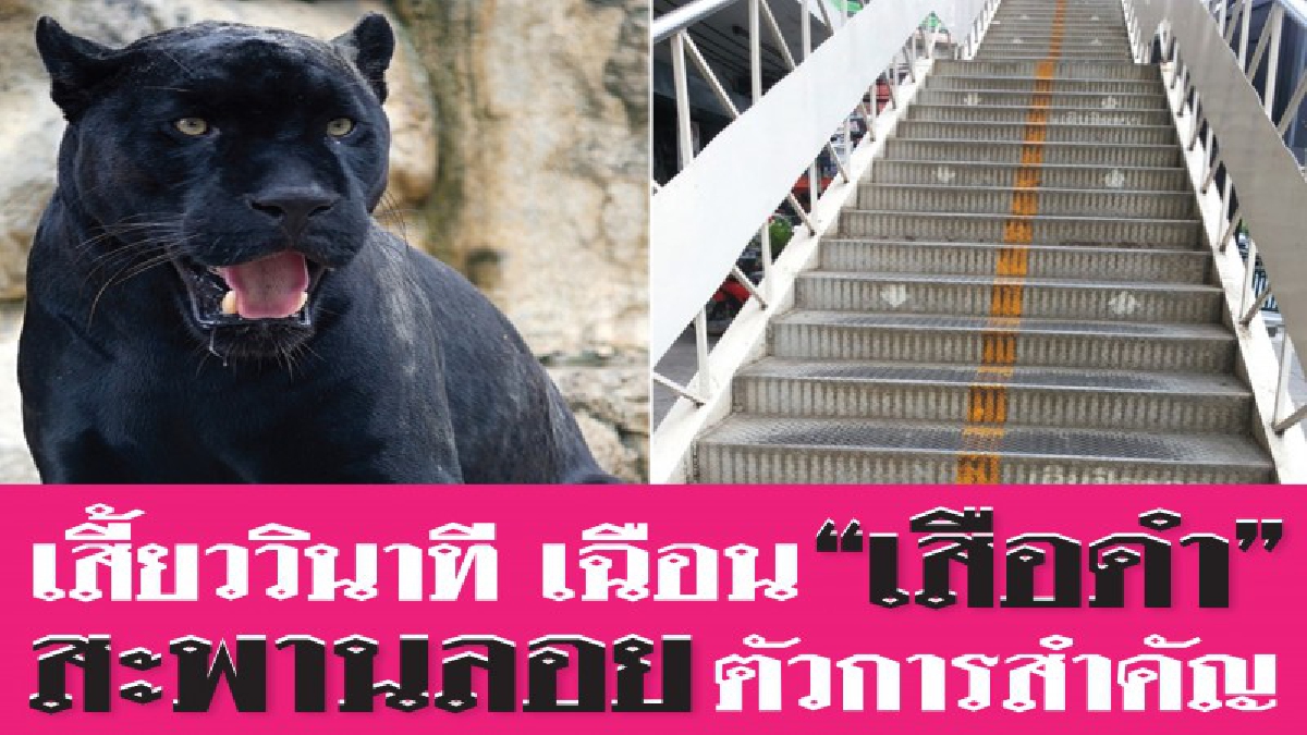 เสี้ยววินาที เฉือน “เสือดำ” สะพานลอยตัวการสำคัญ
