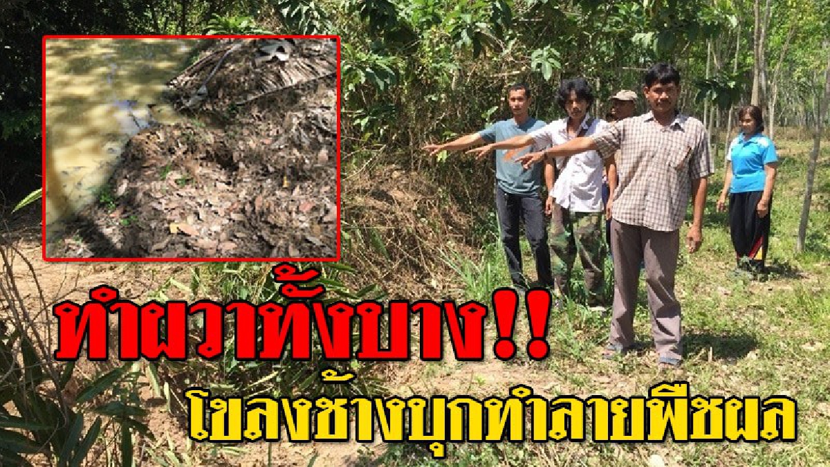 โขลงช้างป่า ออกอาละวาดทำลายพืชผลทิ้งไว้แต่มูลให้ดูต่างหน้า ชาวบ้านผวาไม่กล้าออกกรีดยาง รายได้ขาดทุกข์ระทมเข้าไปกันใหญ่ (มีคลิป)