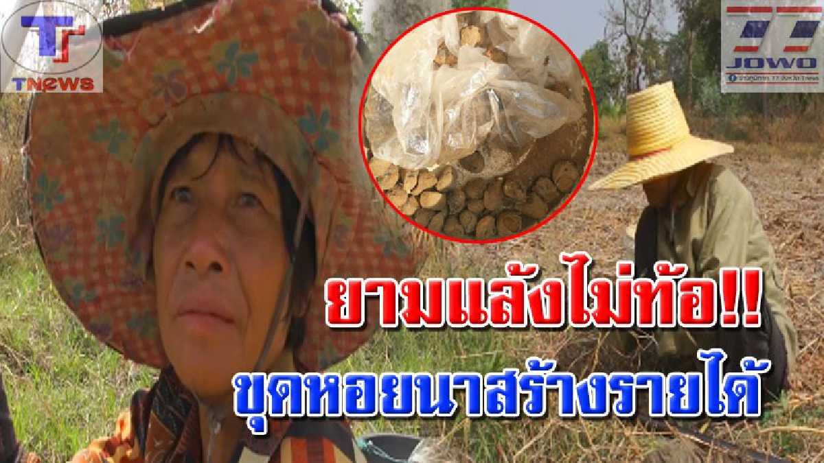 ขยันแบบนี้..ไม่อดตายแน่นอน !! สุดยอด 3 คุณยายเมืองย่าโม ใช้เวลาว่างตระเวนขุดหอยนาขาย สร้างรายได้อย่างงามเลี้ยงบั้นปลายชีวิต (มีคลิป)