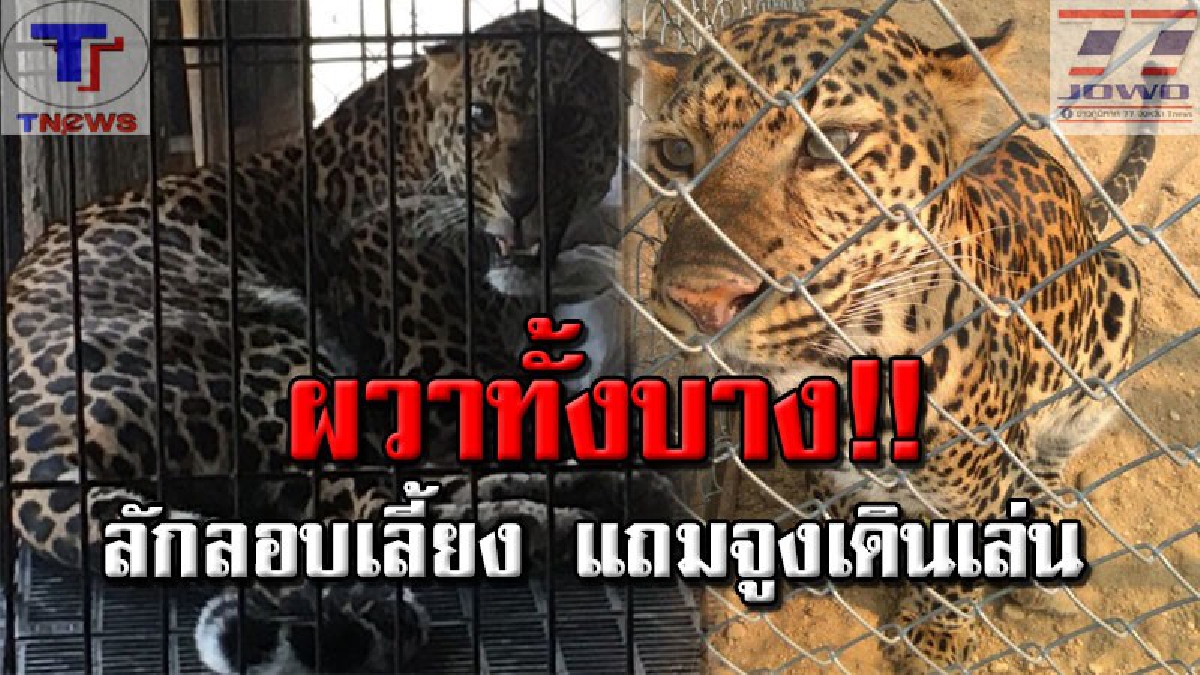 สัตว์ป่าที่ไร้อิสระ!! บุกรวบสาวใหญ่ ลักลอบเลี้ยง "เสือดาว" ไร้ใบอนุญาต ด้านชาวบ้านผวา! หวั่นตกเป็นอาหารเสือเข้าสักวัน (คลิป)