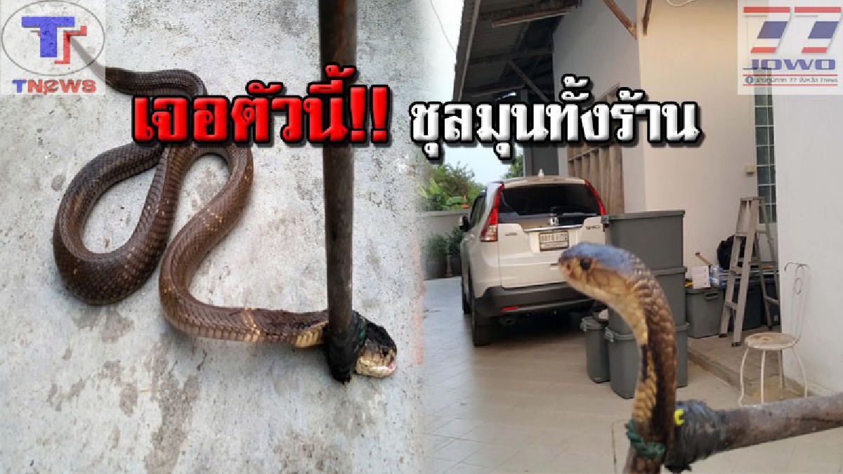 ไม่เป็นอันทำงานทำการ !! ร้านอาหารดังเมืองสุพรรณผวา "งูเห่าบุก" แผ่แม่เบี้ยขู่ฟ่อๆ เจ้าของร้านช็อค! แจ้งกู้ภัยจับชุลมุน (คลิปเหตุการณ์)