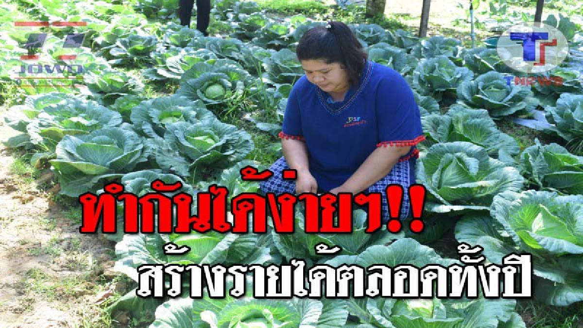 อยากรวยฟังทางนี้..!! เกษตรกรตรัง ปลูกกะหล่ำปลีสำเร็จ ใช้พื้นที่แค่ไร่เศษ สร้างรายได้นับแสนบาทต่อปี เผยมีทีเด็ดสุดปัง ด้วยระบบธรรมชาติ!?