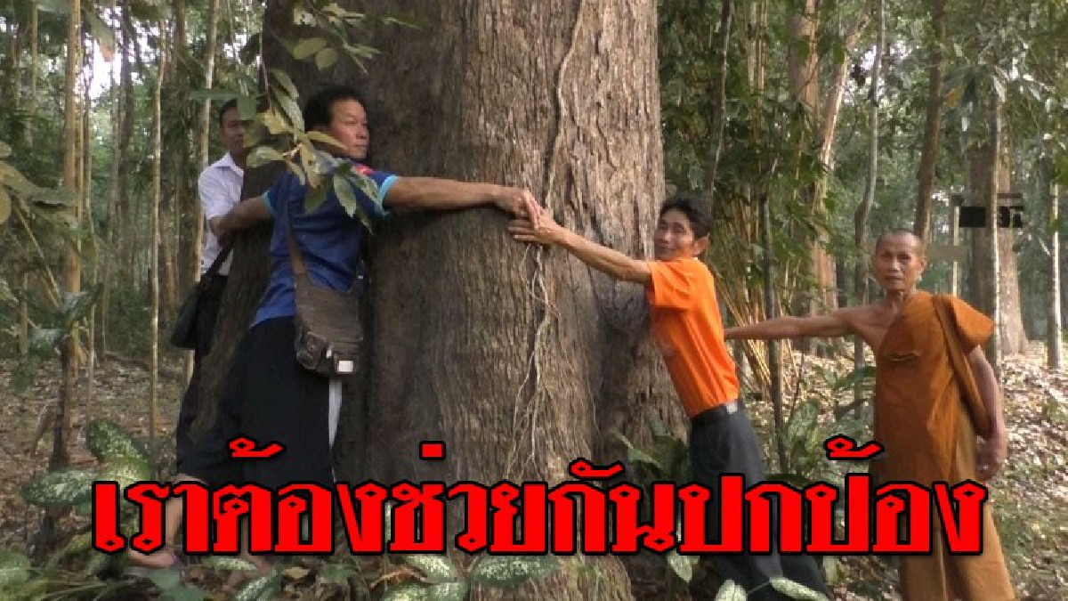 ทำเลวไม่กลัวเวรกรรม ! พระวัดดังโร่ร้องสื่อ ถูกแก๊งมอดไม้คุกคามสารพัด แถมบุกตัดไม้ป่าพระราชทาน เผยร้องทุกข์ไปหลายหน่วยงาน แต่ยังเงียบ..!?