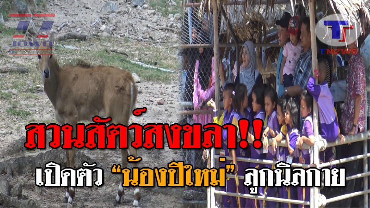 เปิดตัว &ldquo;น้องปีใหม่&rdquo; ลูกนิลกาย สมาชิกใหม่ของสวนสัตว์สงขลา เด็กนักเรียนแห่ชมรูปร่างแปลก