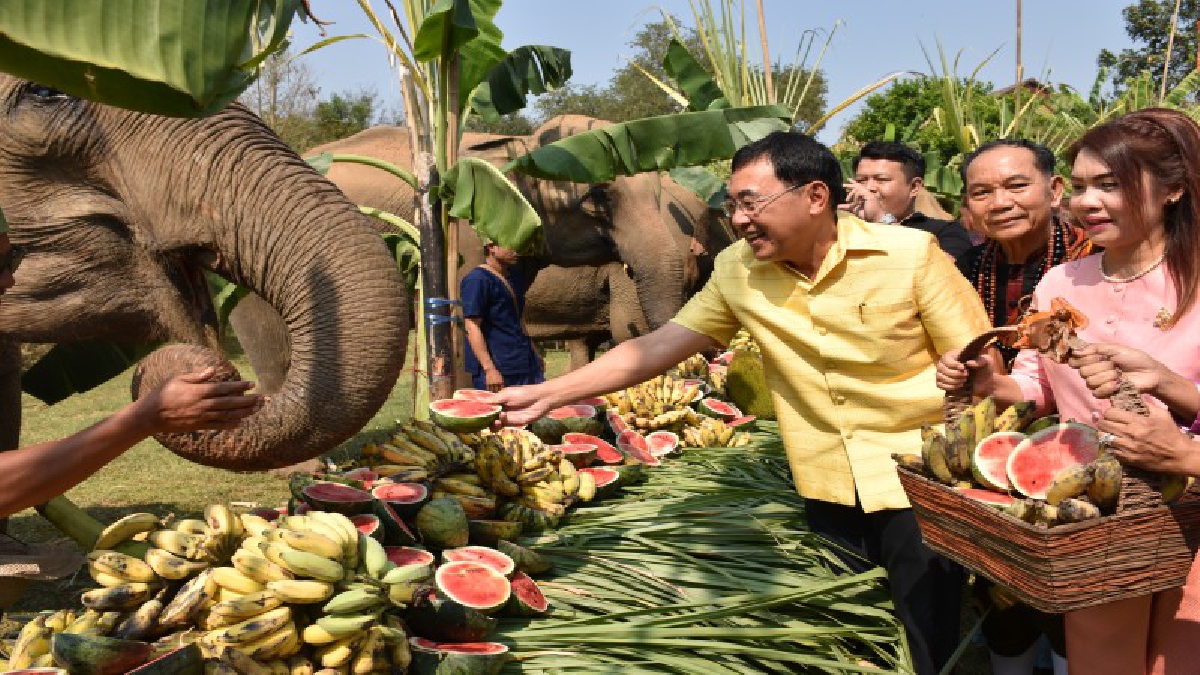 ผวจ.กาญจน์เปิดกิจกรรมจัดเลี้ยง "โต๊ะจีนช้าง"วันช้างไทยที่ปางช้างไทรโยค