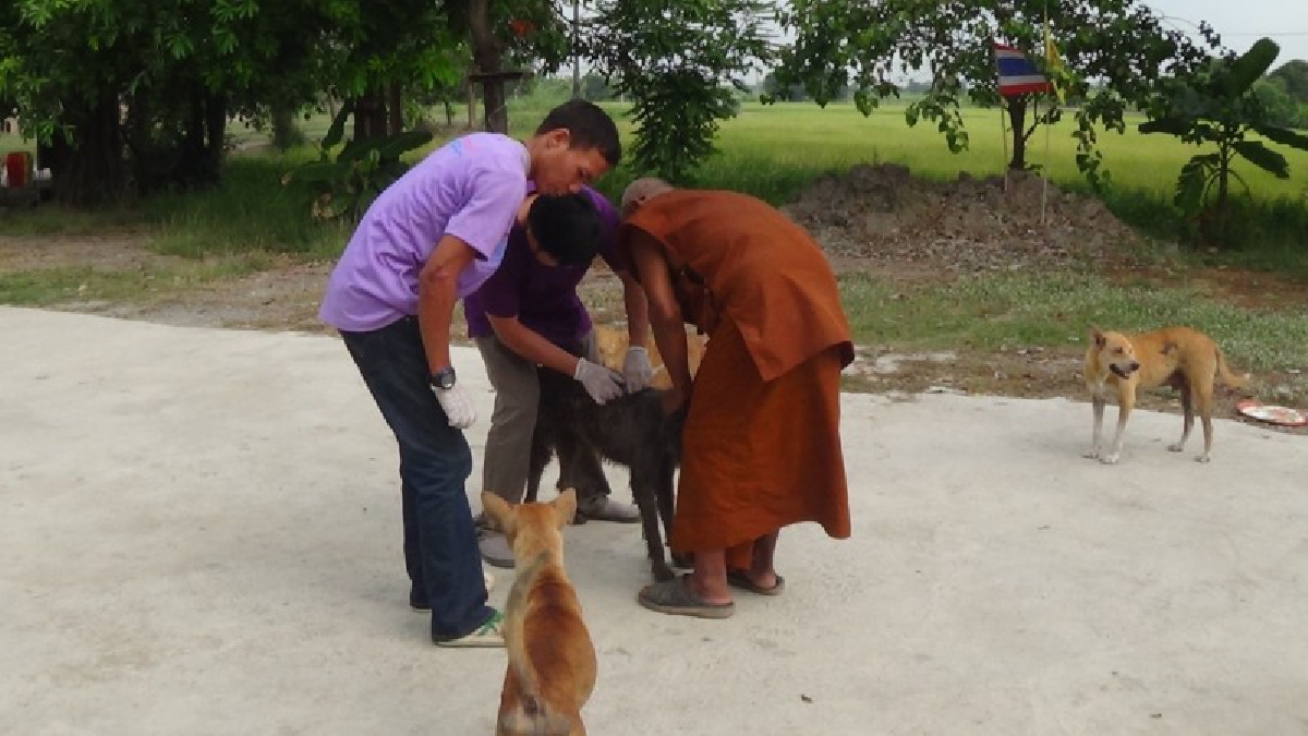 ปศุสัตว์อ่างทองเร่งฉีดวัคซีนป้องกันพิษสุนัขบ้าที่จะเริ่มเข้าสู่ฤดูร้อนและเริ่มระบาดในหลายจังหวัด ป้องกันไม่ให้เกิดการระบาดหนักในพื้นที่