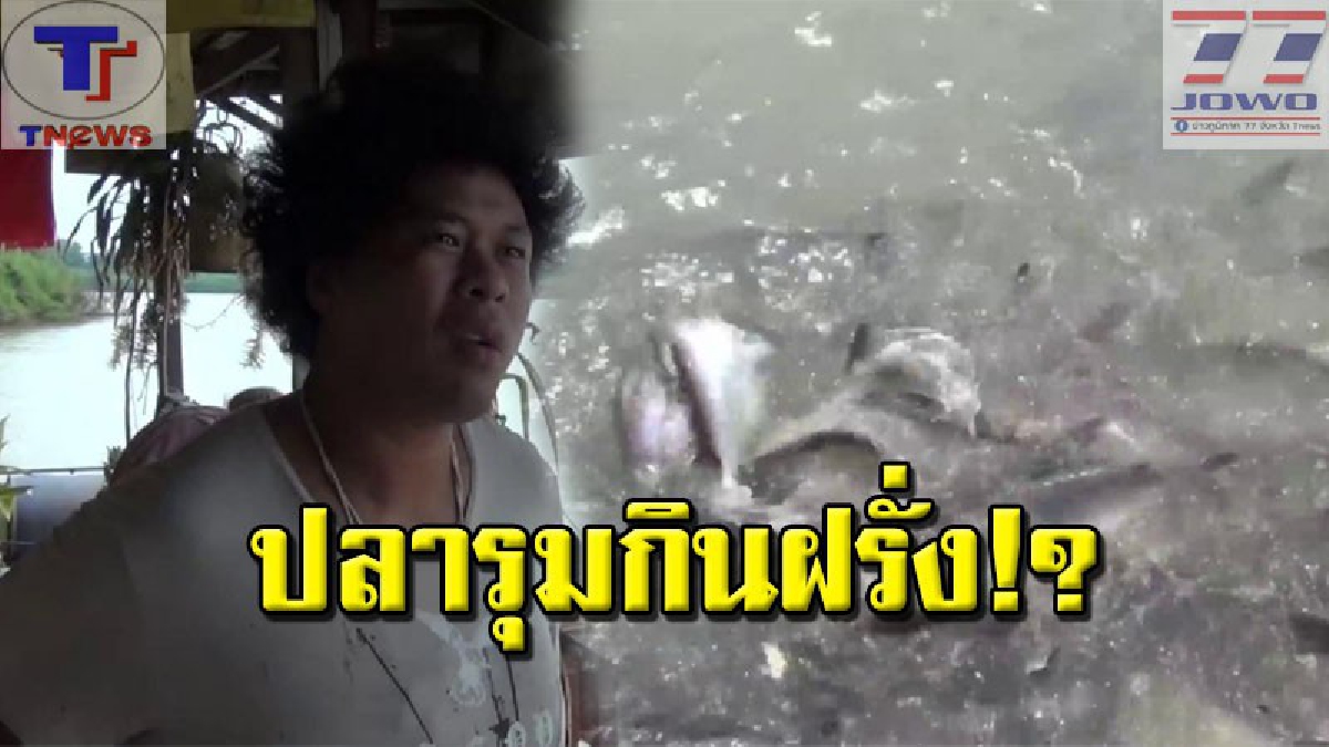 ฮือฮา !! ปลาหลากชนิดนับหมื่นตัว รวมตัวหน้าแพปลาวัดเยื้อง กินผลไม้เป็นอาหาร ชาวบ้านเผย! ผลไม้ราคาตก แม่ค้านำมาถวายเป็นอาหารปลา!! (คลิป)