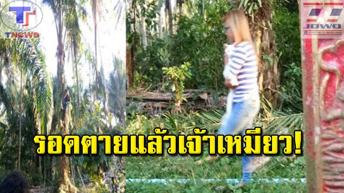 ฮีโร่มาช่วยแล้ว!! กู้ภัยฯเมืองคอน ระดมช่วย "น้องเหมียว" ติดบนยอดปาล์มสูง 10 ม. นาน 4 วัน หลังโดนเจ้าตูบไล่หนีตาย ช่วยได้สุดทุลักทุเล(ชมคลิป)