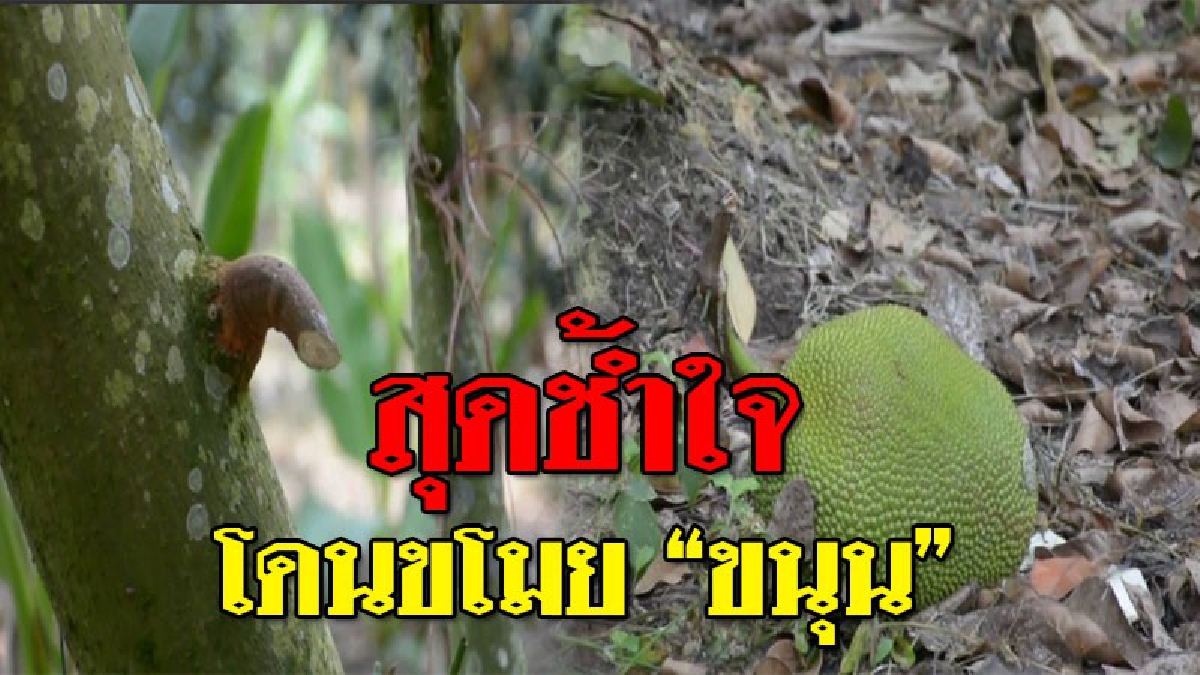 เหมือนโดนขยี้ใจ..!?? คนร้ายแอบย่องตัดขนุน ขโมยไปหลายลูก แถมยังตัดแล้วกองทิ้งไว้ ให้ดูต่างหน้า เหมือนเย้ย! ให้เจ็บใจเล่นๆอีก?!!