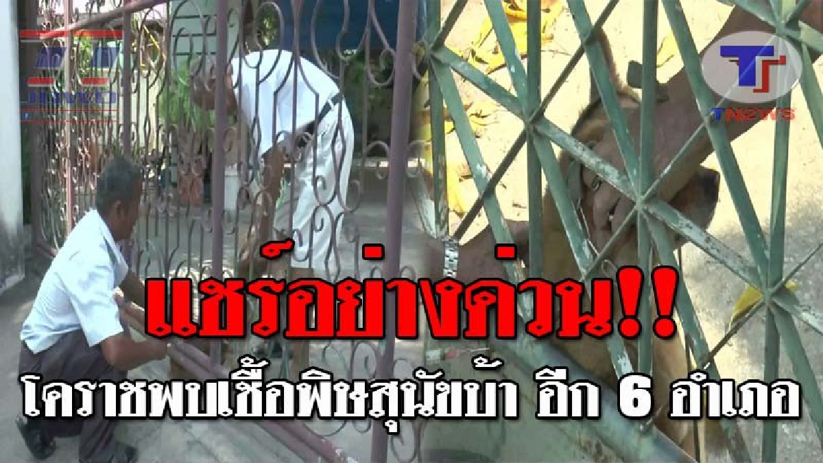 กระจายข่าวด่วน..!! ตรวจพบเชื้อ 6 อำเภอ ใน จ.นครราชสีมา เป็นพื้นที่เสียงโรคพิษสุนัขบ้า เร่งส่งเจ้าหน้าที่ควบคุมป้องกันโรค!? (ชมคลิป)