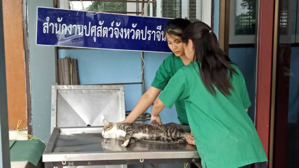 #โรคพิษสุนัขบ้า ระบาดแล้ว 4 อำเภอ ปศุสัตว์ฯปราจีน เร่งฉีดวัคซีนฯ ป้องกันกับหมา-แมว!!!