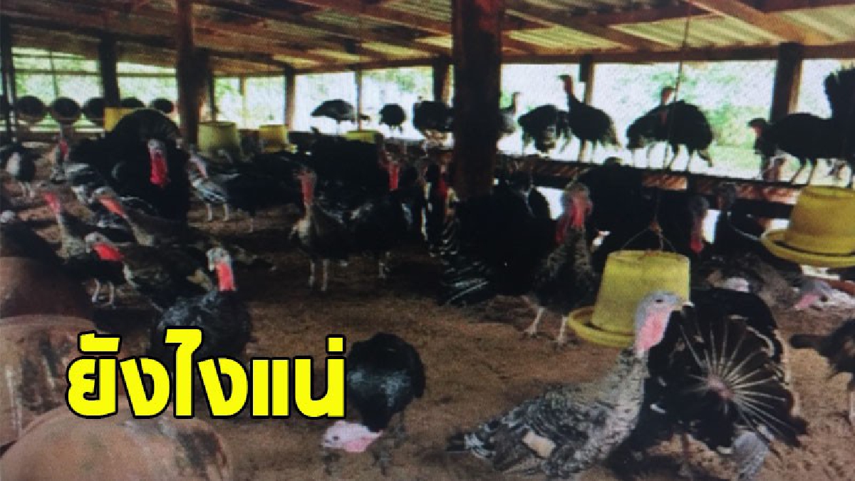 สื่อมึน..ชัวร์หรือมั่วนิ่ม ? ไก่งวงวิสาหกิจชุมชนหนองบัวลำภูออกสื่อ บอกส่งออกเวียดนามไม่พอขาย ล่าสุดพาณิชย์ประจวบฯแจ้งผลผลิตล้นฟาร์ม