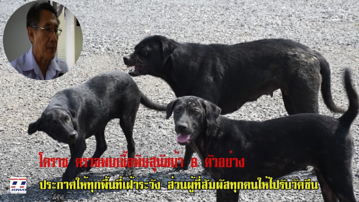 ด่วนเฝ้าระวัง! โคราชตรวจพบเชื้อพิษสุนัขบ้า 8 ตัวอย่าง ประกาศให้ทุกอำเภอในพื้นที่เฝ้าระวังภัย ส่วนผู้ที่สัมผัสทุกคนให้ไปรับวัคซีน..!?