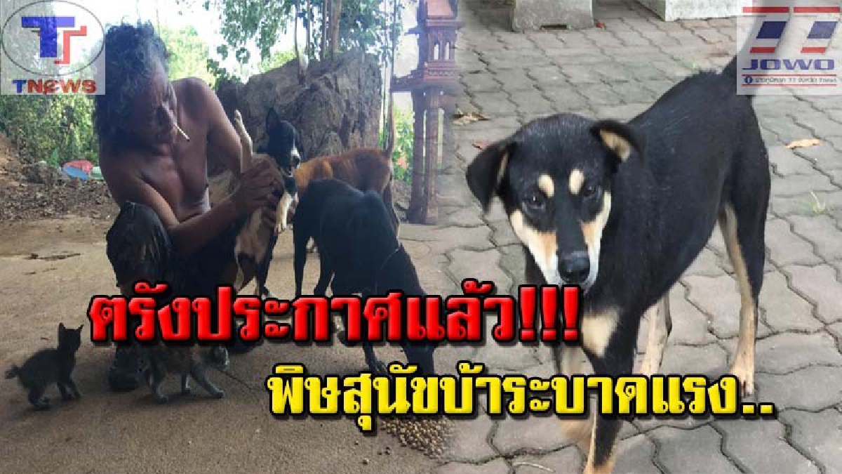 ตรังวิกฤต ! ประกาศเป็นพื้นที่สีเหลือง หลังโรคพิษสุนัขบ้าระบาด ขยายวงกว้าง 4 อำเภอ ปศุสัตว์รุดลงพื้นที่ดูแลเข้ม (คลิป)