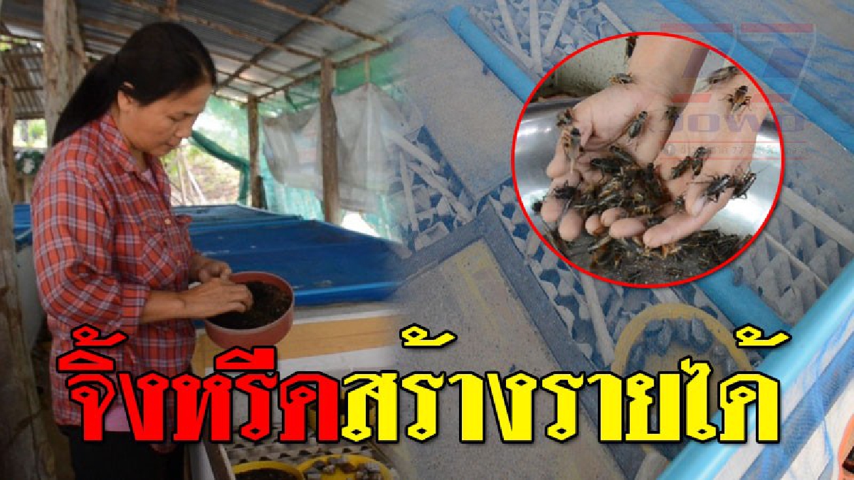 เห็นแบบนี้ไม่ธรรมดา!?? ชาวนาอุดร หนีราคาข้าวตกต่ำและภัยแล้ง หันมาเลี้ยงจิ้งหรีดขายทำกำไร สร้างรายได้อย่างงาม หลังลองผิดลองถูก อยู่ 2 ปี..!!