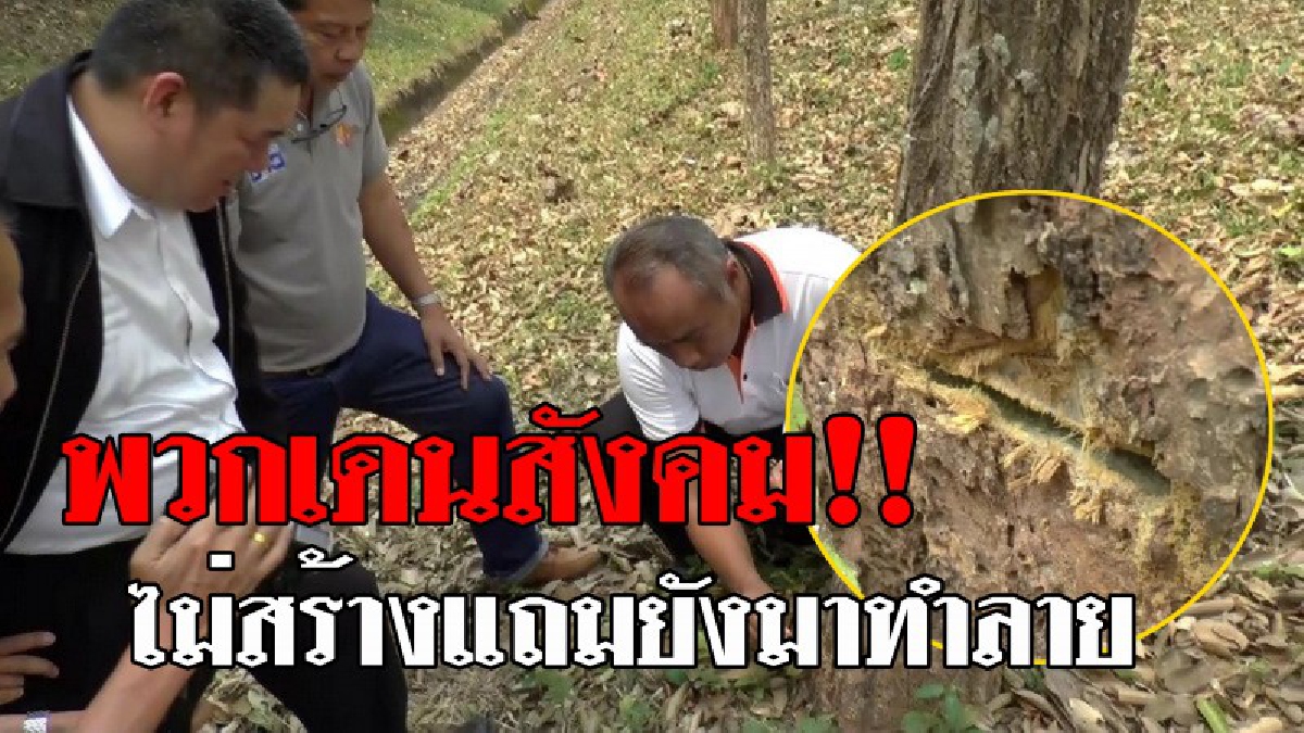 อีกคนสร้างอีกคนทำลาย..!! ต้นเหลืออินเดีย สุดสวยงามบนถนน จ.พะเยา ถูกมือดีเจาะกรอกยา ยืนต้นแห้งตายสุดน่าเสียดาย แบบนี้โคตรไร้จิตสำนึก!?