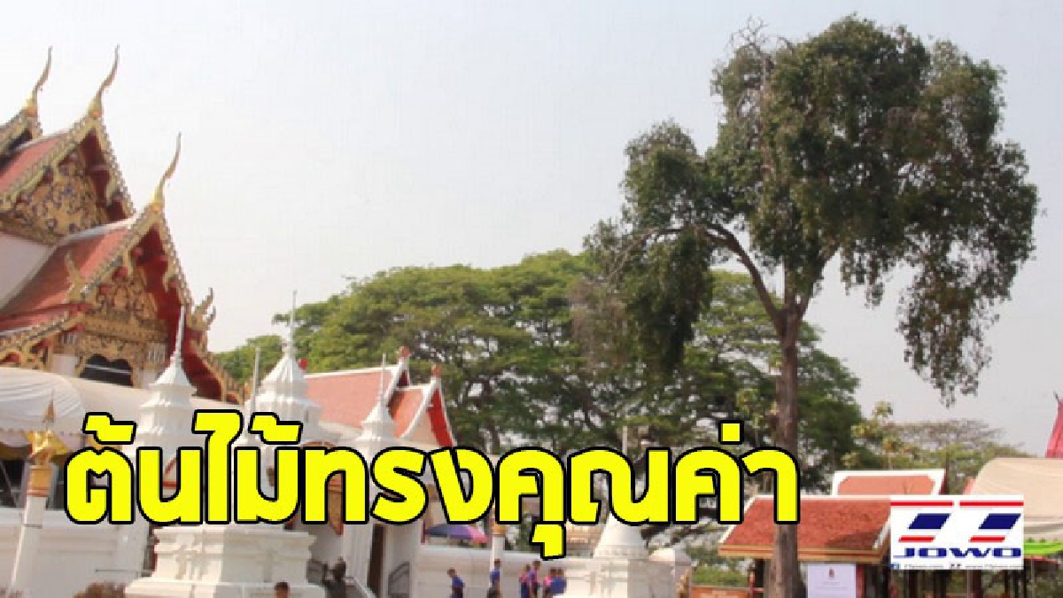 กระทรวงวัฒนธรรม ตีทะเบียนต้นมะปรางป่า วัดพระแท่นฯ หนึ่งเดียวในประเทศไทย อายุ 150 ปี ต้นไม้ทรงคุณค่า เป็นรุกขมรดกของแผ่นดิน