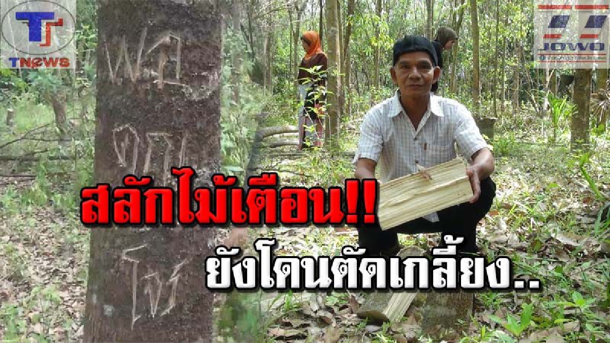 สุดแสนจะช้ำ!! หัวขโมยลักลอบตัดต้นกฤษณาอายุ 10 ปี ที่ชาวบ้านปลูกไว้กว่า 100 ต้น แจ้งความก็แล้ว! ยังจับไม่ได้สักครั้ง (คลิป)