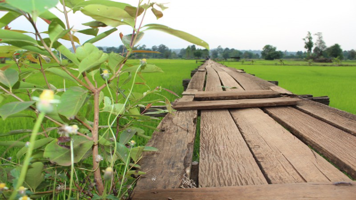 ชวนแอ่ว!!! &ldquo;เก็บตะวัน&rdquo; ที่สะพานไม้ร้อยปีโคราชหน้านา สัมผัสธรรมชาติท้องทุ่งยามเย็นสุดฟิน...!? (ชมคลิป)