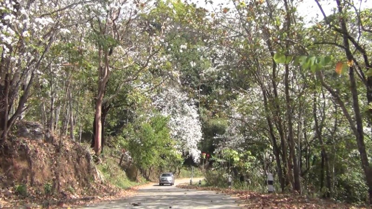 บานสะพรั่งกลางหุบเขา!! อย่างสวยงามนักท่องเที่ยวต่างแห่เซลฟี่ ชมความสวยงามดอกเสี้ยวบานอย่างคึกคัก.(ชมคลิป)