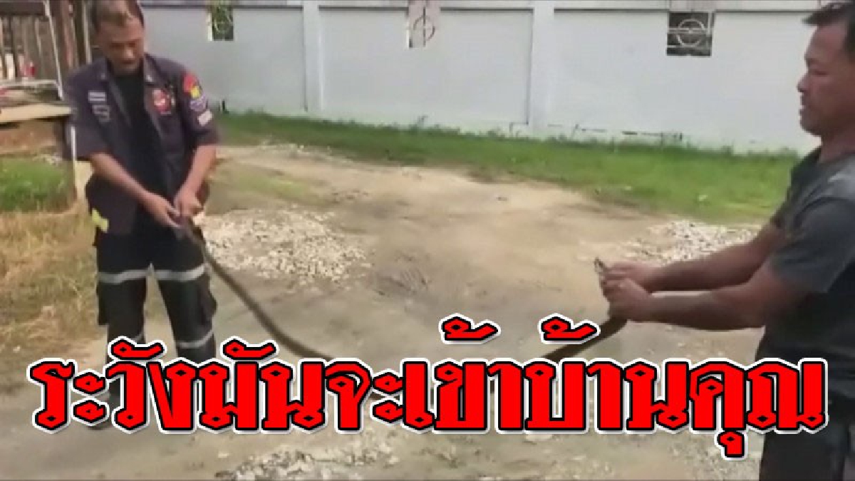 ช็อกตาตั้ง ! ทำเอาตกใจสุดขีด หนุ่มใหญ่วัย 50 ขวัญกระเจิง หลังหมาเห่าในบ้าน ก้มลงดูเจอจังๆ "งูสิง" นอนขดอยู่ใต้ตู้