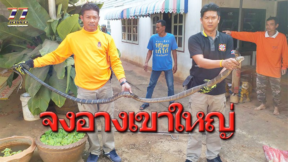 อดีตผู้ใหญ่บ้านผวา..งูจงอางขนาดเกือบ 3 เมตร เลื้อยขึ้นไปหลบลมร้อนบนหลังคาปั้มน้ำ เจ้าหน้าที่ อบต.นำทีมจับตัวส่งกลับคืนธรรมชาติ!!