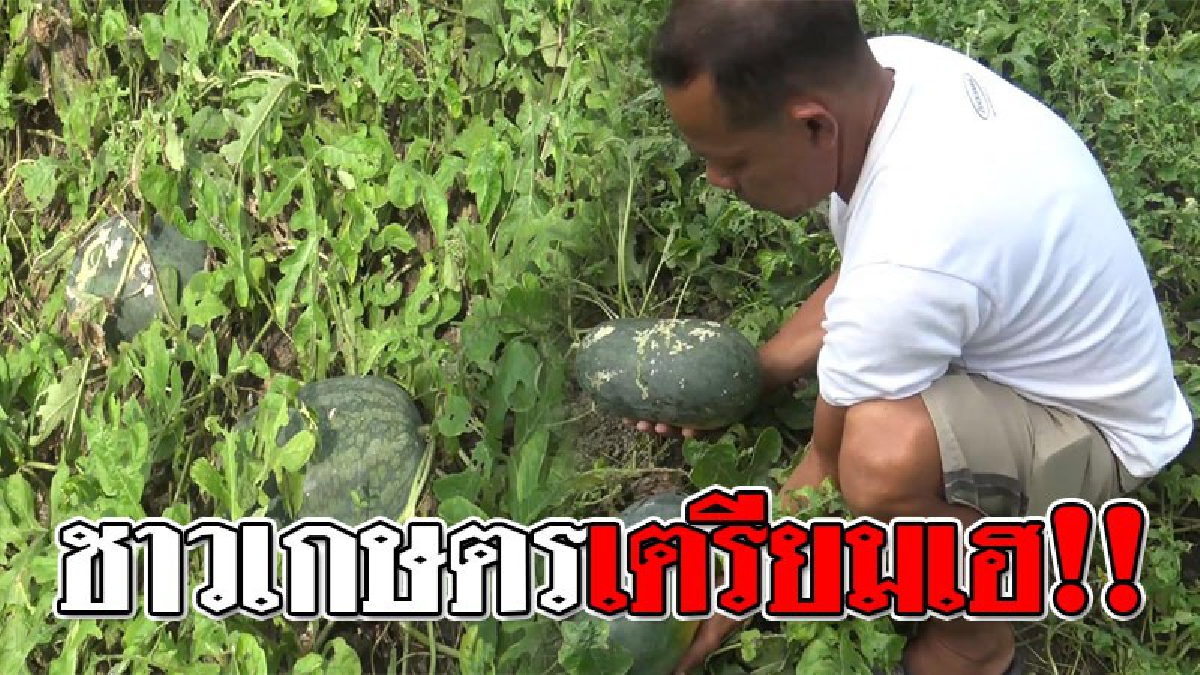 ยิ้มหน้าบาน ! เกษตรกรอำเภอสทิงพระเตรียมเฮเก็บ "แตงโม" ผลผลิตประมาณ 15 ตัน รับเงินสดๆแสนกว่า..!?? (ชมคลิป)
